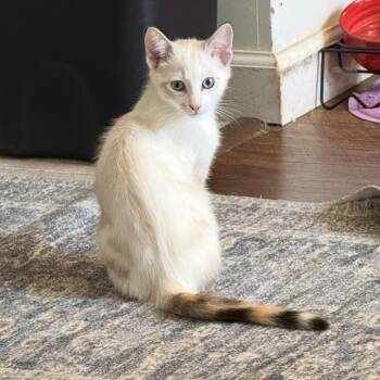 Cheetah Girl -  Domestic Short Hair Cat for Adoption in Davis, California - Cheetah Girl | PetCurious