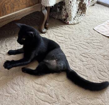 Rescue Domestic Short Hair Cats for Adoption - Garrett | PetCurious