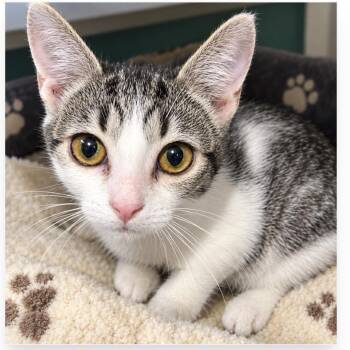 Gidget -  Domestic Short Hair Cat for Adoption in Brentwood, Missouri - Gidget | PetCurious