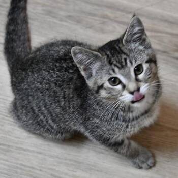 Tonya -  American Shorthair Cat Available for Adoption in Johnson City, Tennessee - Tonya | PetCurious