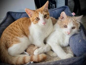 Domestic Long Hair Cats Available for Adoption - Frederick And Lake | PetCurious