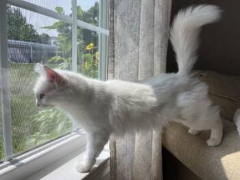 Bianca -  Domestic Long Hair Cat for Adoption in Lewisburg, Pennsylvania - Bianca | PetCurious