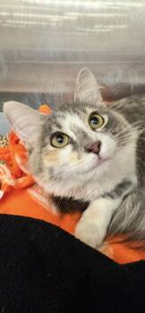 Calica -  Domestic Medium Hair Cat for Adoption in Scottsdale, Arizona - Calica | PetCurious
