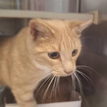 Rescue Domestic Short Hair Cats for Adoption in Kansas City, Missouri - Brulee | PetCurious