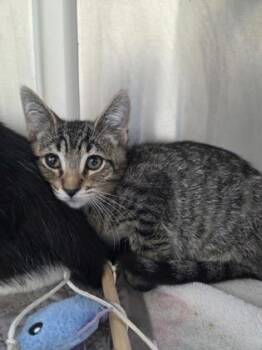 Ponzu -  Domestic Short Hair Cat for Adoption in Westland, Michigan - Ponzu | PetCurious