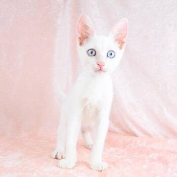 Casper -  Domestic Medium Hair Cat for Adoption in Mobile, Alabama - Casper | PetCurious