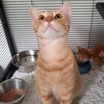 Rescue Domestic Short Hair Cats for Adoption in Dallas, Texas - Ember | PetCurious