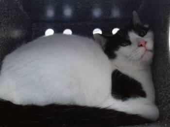 Domestic Short Hair Cats Available for Adoption in Salinas, California - MOZZARELLA | PetCurious