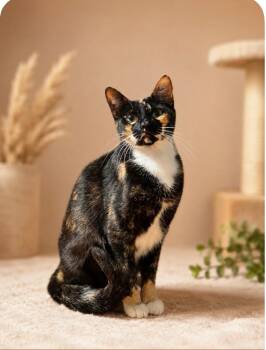 Chanel -  Domestic Short Hair Cat for Adoption in Boca Raton, Florida - Chanel | PetCurious