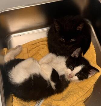Nutella & Jam -  Domestic Short Hair Cat for Adoption in Ardsley, New York - Nutella & Jam | PetCurious