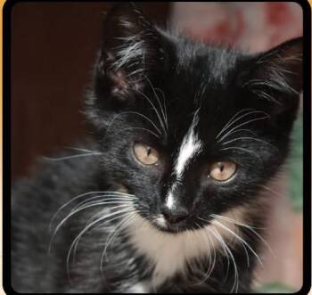 Mojito -  Domestic Short Hair Cat for Adoption in Springfield, Oregon - Mojito | PetCurious