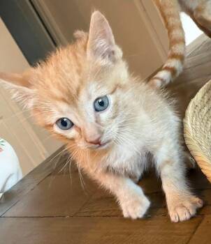 Poptart -  Domestic Short Hair Cat for Adoption in Rockwall, Texas - Poptart | PetCurious