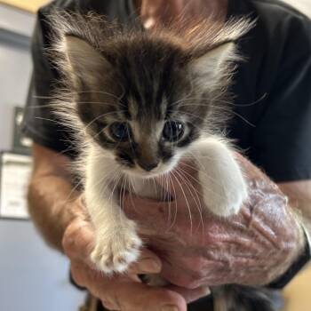 Stray - Boston Road Kitten 5 -  Domestic Medium Hair Cat for Adoption in Roxboro, North Carolina - Stray - Boston Road Kitten 5 | PetCurious