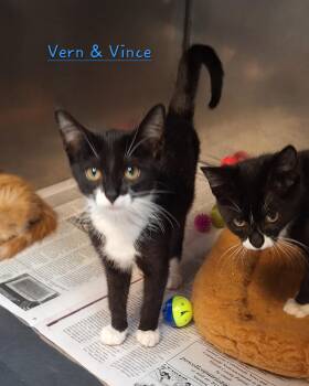 Valerie, Vern & Vince -  Tuxedo and Domestic Short Hair Cat for Adoption in Stanton, Kentucky - Valerie, Vern & Vince | PetCurious