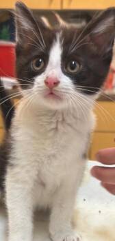 CHEVY -  Domestic Short Hair Cat for Adoption in Elizabethton, Tennessee - CHEVY | PetCurious