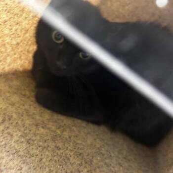 Breadstick -  Domestic Short Hair Cat for Adoption in Philadelphia, Pennsylvania - Breadstick | PetCurious