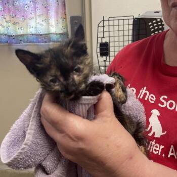 Imp -  Domestic Short Hair Cat for Adoption in Albert Lea, Minnesota - Imp | PetCurious