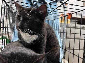 Ilya Rozanov -  Domestic Short Hair Cat for Adoption in New York, New York - Ilya Rozanov | PetCurious