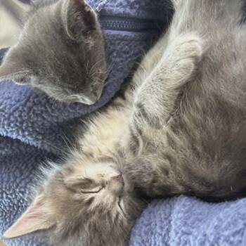 Domestic Medium Hair Cats Available for Adoption in Reisterstown, Maryland - Pompadour (paired With A Sibling) | PetCurious