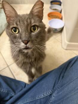 Señor Guapo -  Domestic Long Hair Cat for Adoption in Chandler, Arizona - Señor Guapo | PetCurious