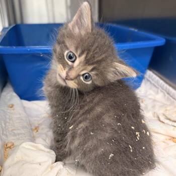 Kraft Dinner -  Domestic Short Hair Cat for Adoption in Clavet, Saskatchewan - Kraft Dinner | PetCurious