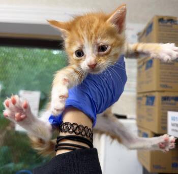 Gretchen Wieners -  Domestic Short Hair Cat for Adoption in Pomona, New York - Gretchen Wieners | PetCurious