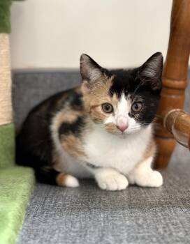 Domestic Short Hair Cats Available for Adoption in Amsterdam, New York - Jujube | PetCurious