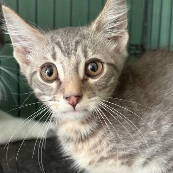 Parker -  Domestic Short Hair Cat for Adoption in Johnstown, Pennsylvania - Parker | PetCurious