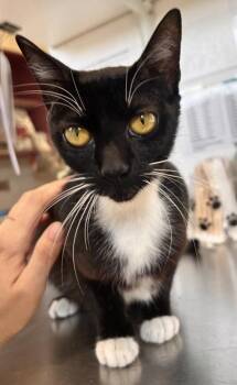 Topaz -  Domestic Short Hair Cat for Adoption in Largo, Florida - Topaz | PetCurious