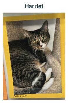 Harriet -  Domestic Short Hair Cat for Adoption in Richland Center, Wisconsin - Harriet | PetCurious