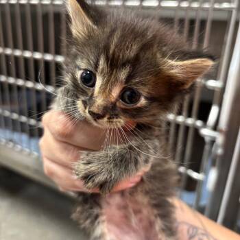 Miami K5 -  Domestic Short Hair Cat for Adoption in Saint Joseph, Missouri - Miami K5 | PetCurious