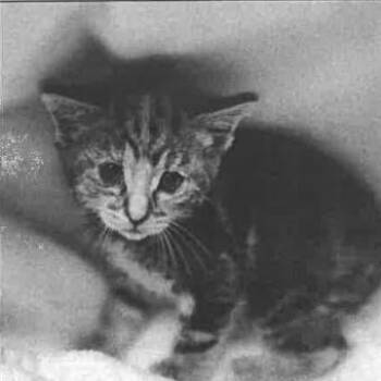 Sunny -  Domestic Short Hair Cat Available for Adoption in Los Angeles, California - Sunny | PetCurious