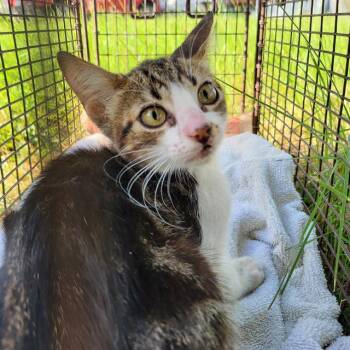 LILY LOVE -  Domestic Short Hair Cat for Adoption in San Antonio, Texas - LILY LOVE | PetCurious