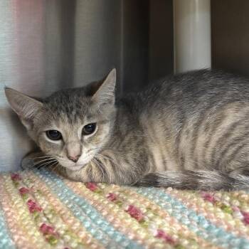 Monica -  Domestic Medium Hair Cat for Adoption - Monica | PetCurious