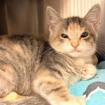 Domestic Short Hair Cats Available for Adoption - Sugar | PetCurious