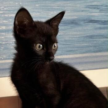 Rose -  Domestic Short Hair Cat for Adoption in Sunrise, Florida - Rose | PetCurious