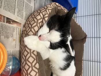 Zena -  Domestic Short Hair Cat for Adoption in Parma, Ohio - Zena | PetCurious