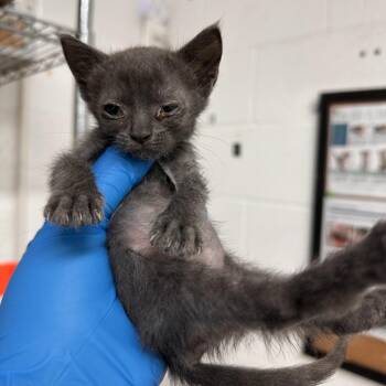 Domestic Short Hair Cats Available for Adoption in Edinburg, Texas - Nutella | PetCurious