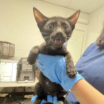 mayson -  Domestic Short Hair Cat for Adoption in Philadelphia, Pennsylvania - Mayson | PetCurious