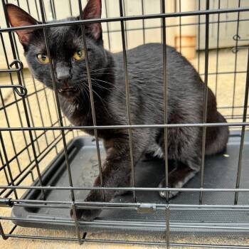 Miss Mars -  Domestic Short Hair and Domestic Medium Hair Cat for Adoption in Greensboro, North Carolina - Miss Mars | PetCurious