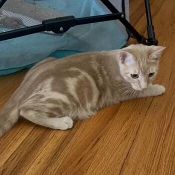 Swirl -  Domestic Short Hair Cat for Adoption in Villa Park, California - Swirl | PetCurious