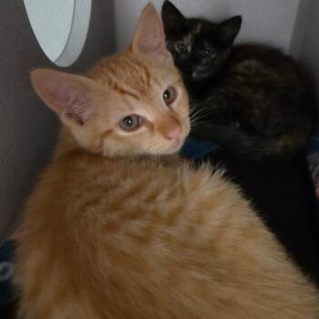 Tom -  Domestic Short Hair Cat for Adoption in Priest River, Idaho - Tom | PetCurious