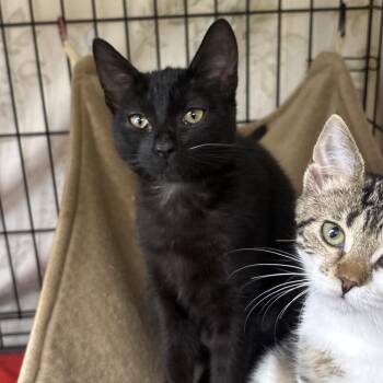 Himalaya -  Domestic Short Hair Cat for Adoption in Monroe, Michigan - Himalaya | PetCurious