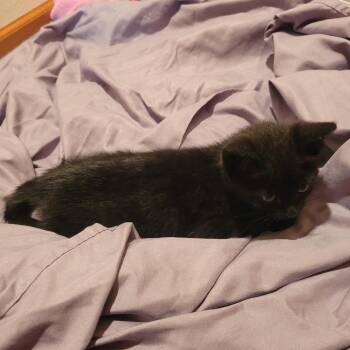 Midsy C12774 -  Domestic Short Hair Cat for Adoption - Midsy C12774 | PetCurious