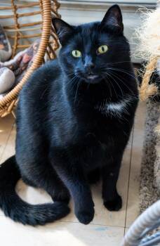 Galileo -  Domestic Short Hair Cat for Adoption in Warwick, Rhode Island - Galileo | PetCurious