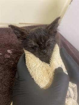 Rescue Domestic Short Hair Cats for Adoption in Fremont, California - A195496 | PetCurious