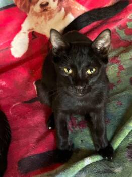 Sabor -  Domestic Short Hair Cat for Adoption in Cleveland, Oklahoma - Sabor | PetCurious