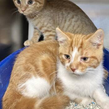 Chester -  Domestic Short Hair Cat for Adoption in Newport, North Carolina - Chester | PetCurious