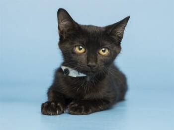 NOIR -  Domestic Short Hair Cat for Adoption in Phoenix, Arizona - NOIR | PetCurious