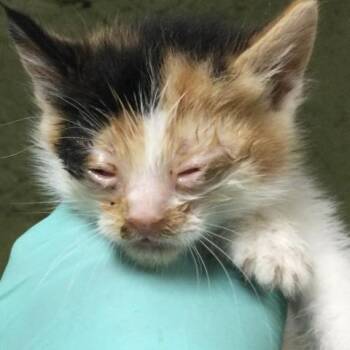 Domestic Short Hair Cats Available for Adoption in Riverside, California - A1916111 | PetCurious